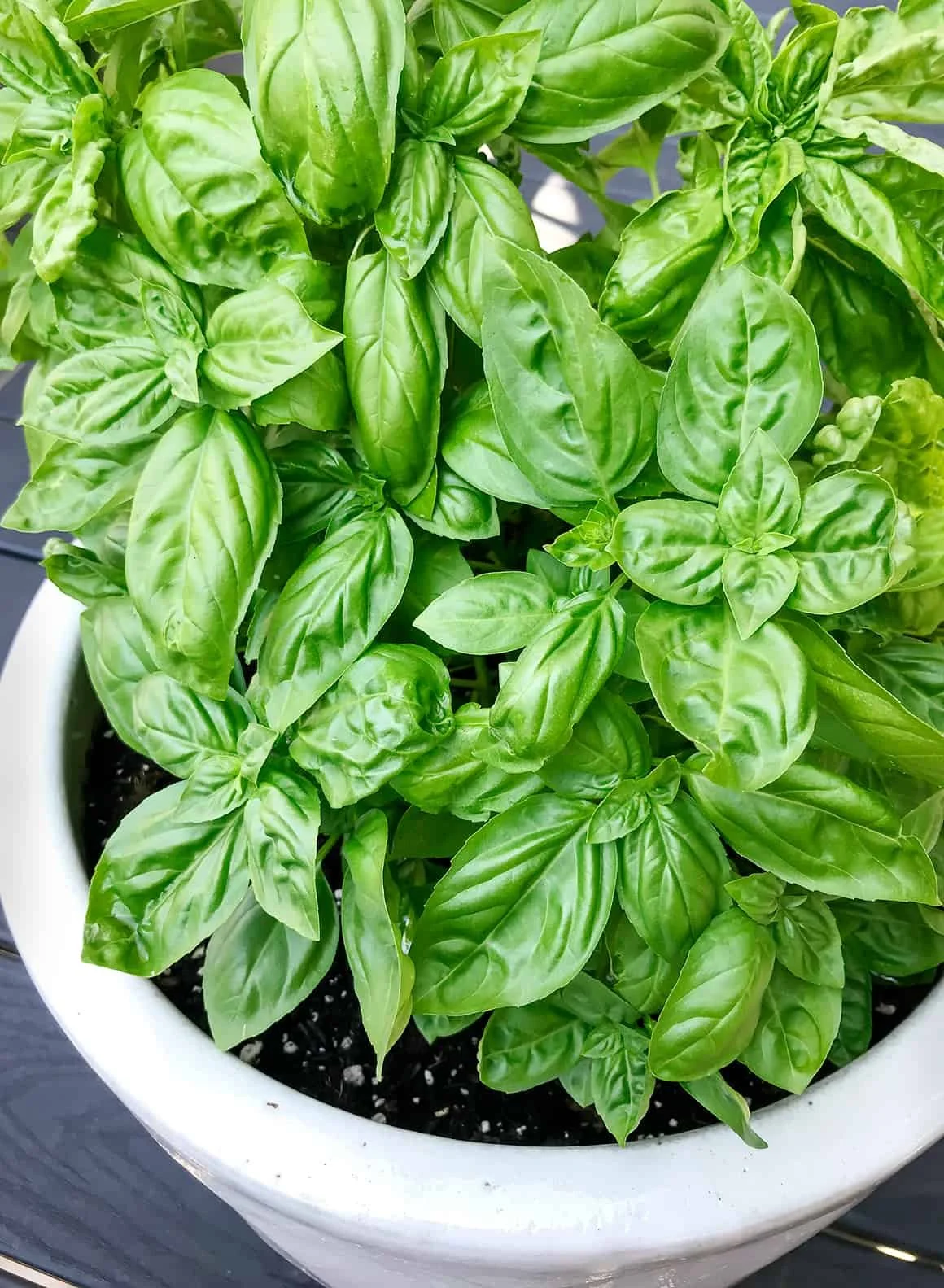 Basil Basics: Pesto Essentials